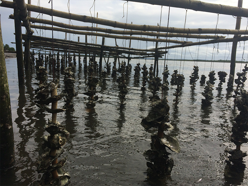 Simple spat collectors of oysters shells threaded onto strings and hung from frames in the intertidal zones